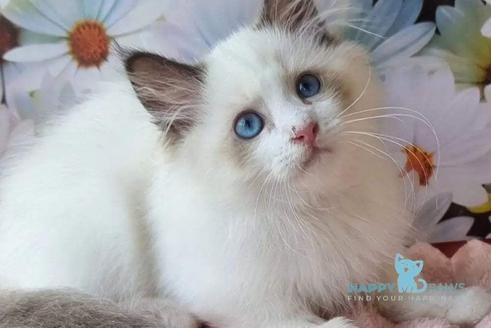 Omelyan Siberian male seal tabby pointed with white live animals
