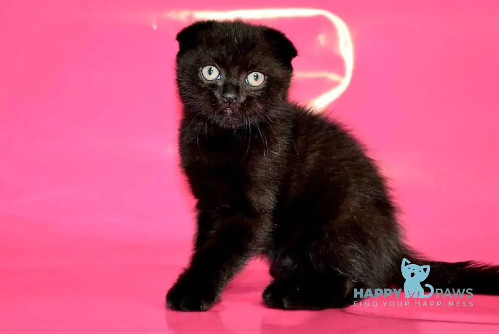 Omen Scottish Fold male black live animals