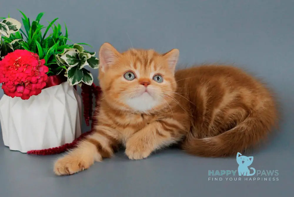 Omezhka Scottish Straight female cinnamon tabby live animals