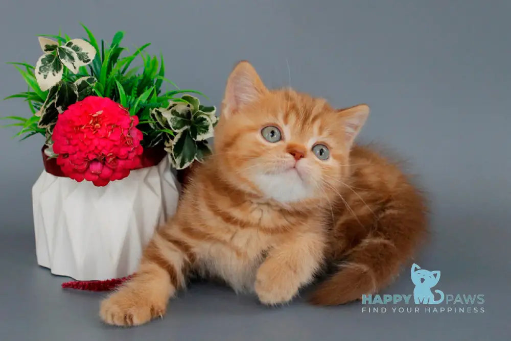 Omezhka Scottish Straight female cinnamon tabby live animals