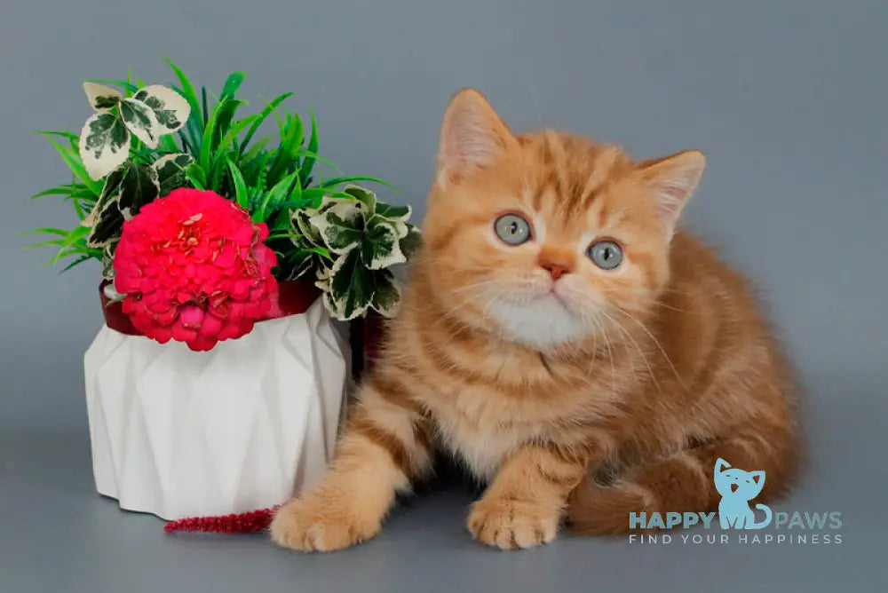 Omezhka Scottish Straight female cinnamon tabby live animals