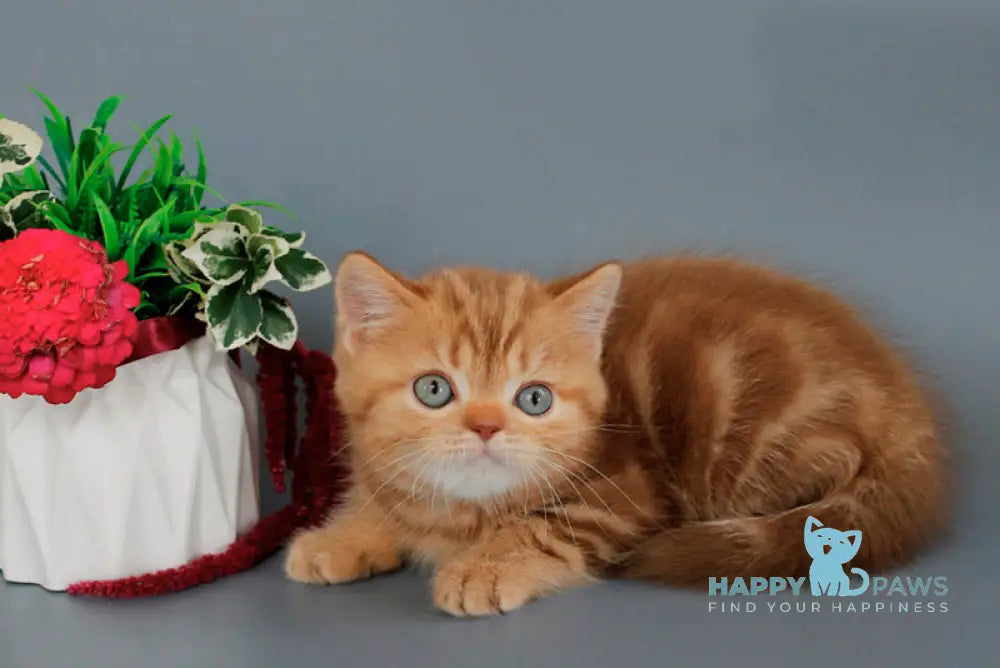 Omezhka Scottish Straight female cinnamon tabby live animals