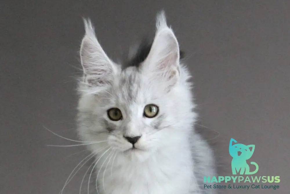 Omichka Maine Coon female black silver spotted tabby live animals