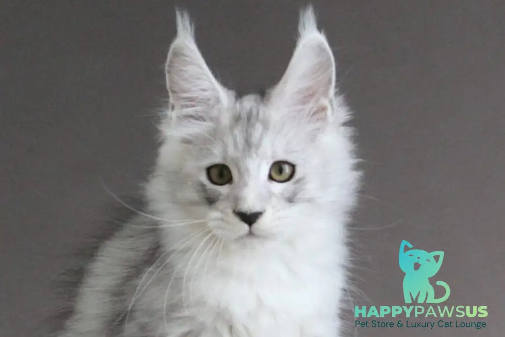 Omichka Maine Coon female black silver spotted tabby live animals