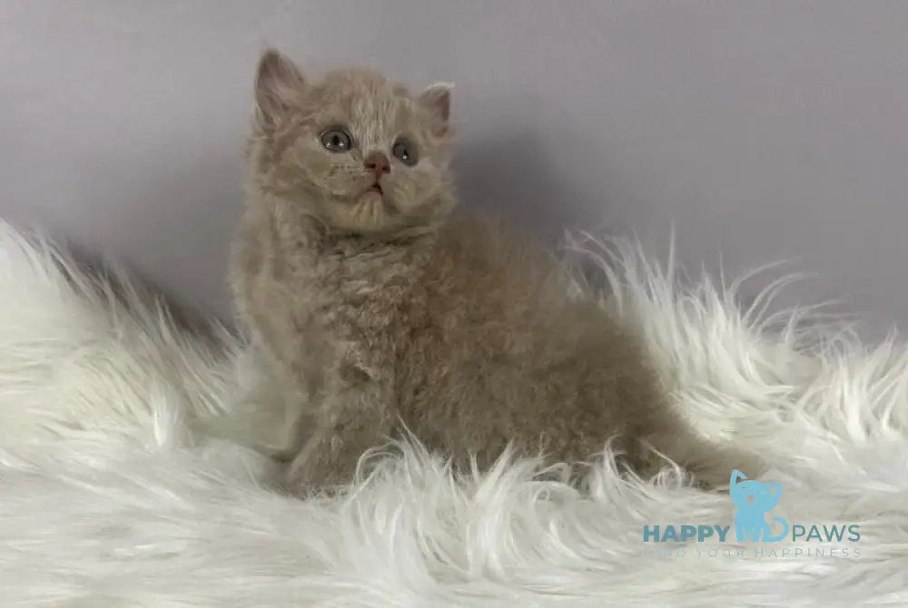 Ommi British Longhair female lilac live animals