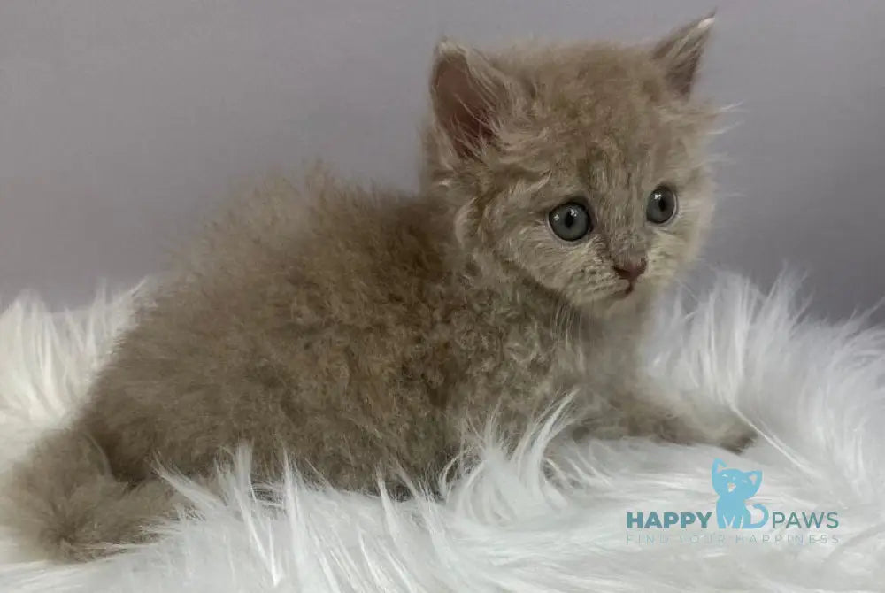 Ommi British Longhair female lilac live animals