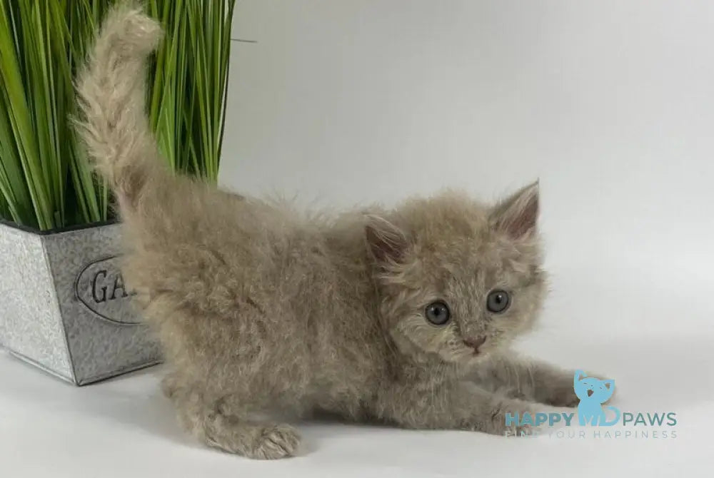 Ommi British Longhair female lilac live animals