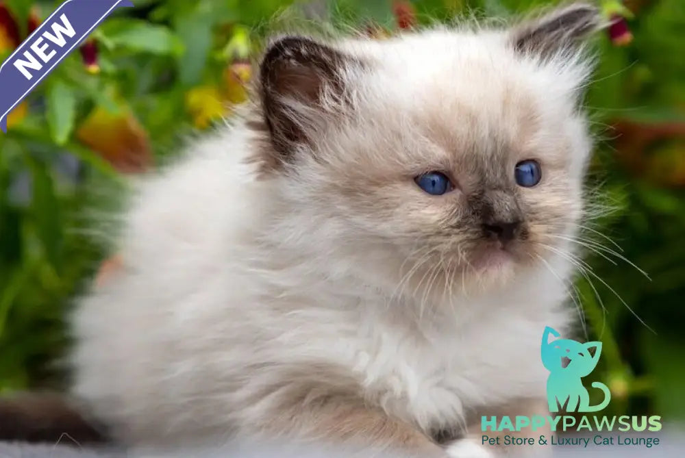 Omut Ragdoll male seal mitted - live animals