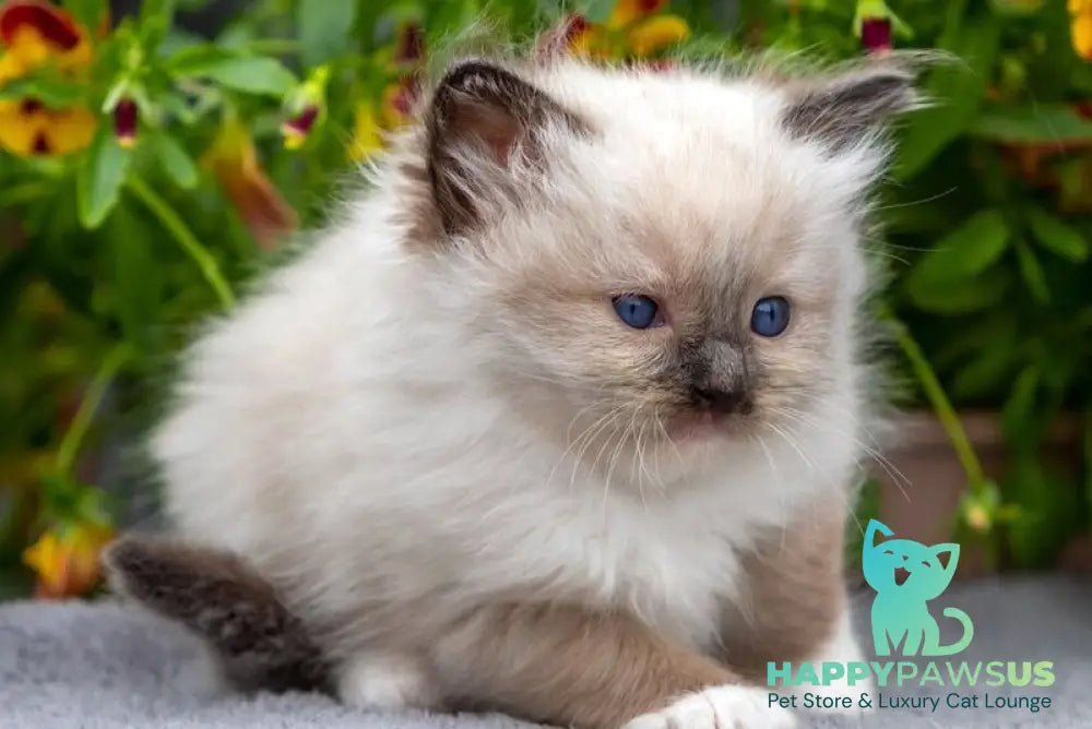 Omut Ragdoll male seal mitted - live animals