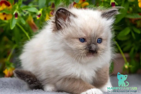 Omut Ragdoll male seal mitted - live animals