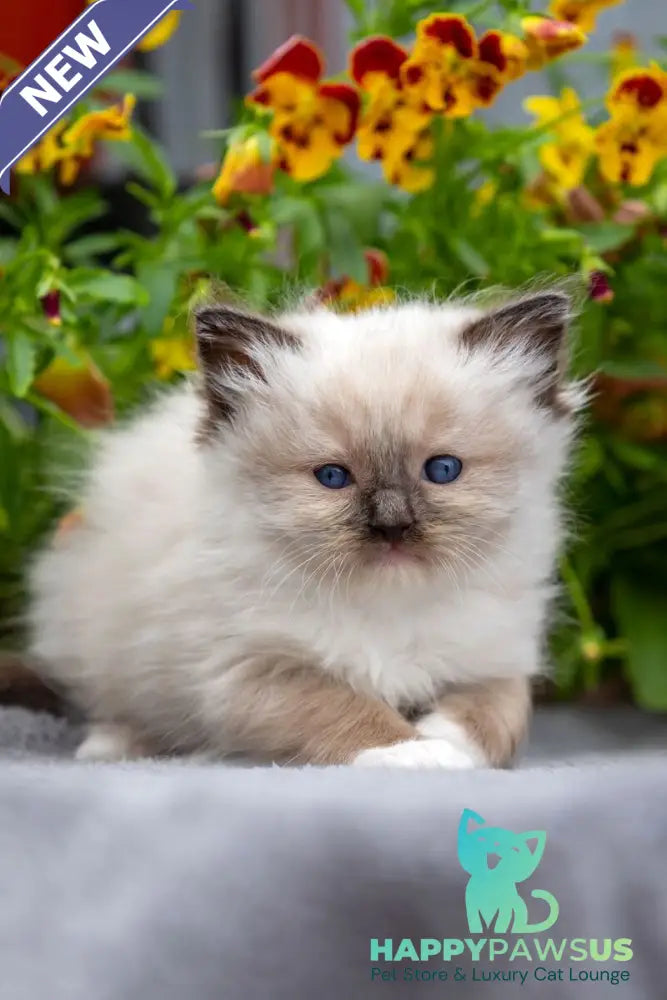 Omut Ragdoll male seal mitted - live animals