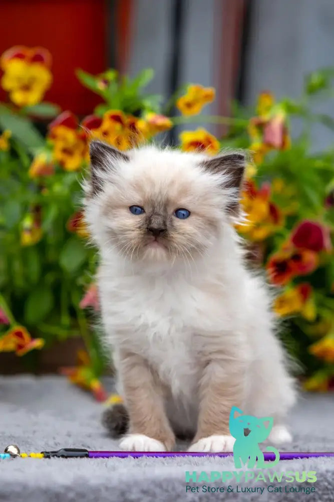 Omut Ragdoll male seal mitted - live animals