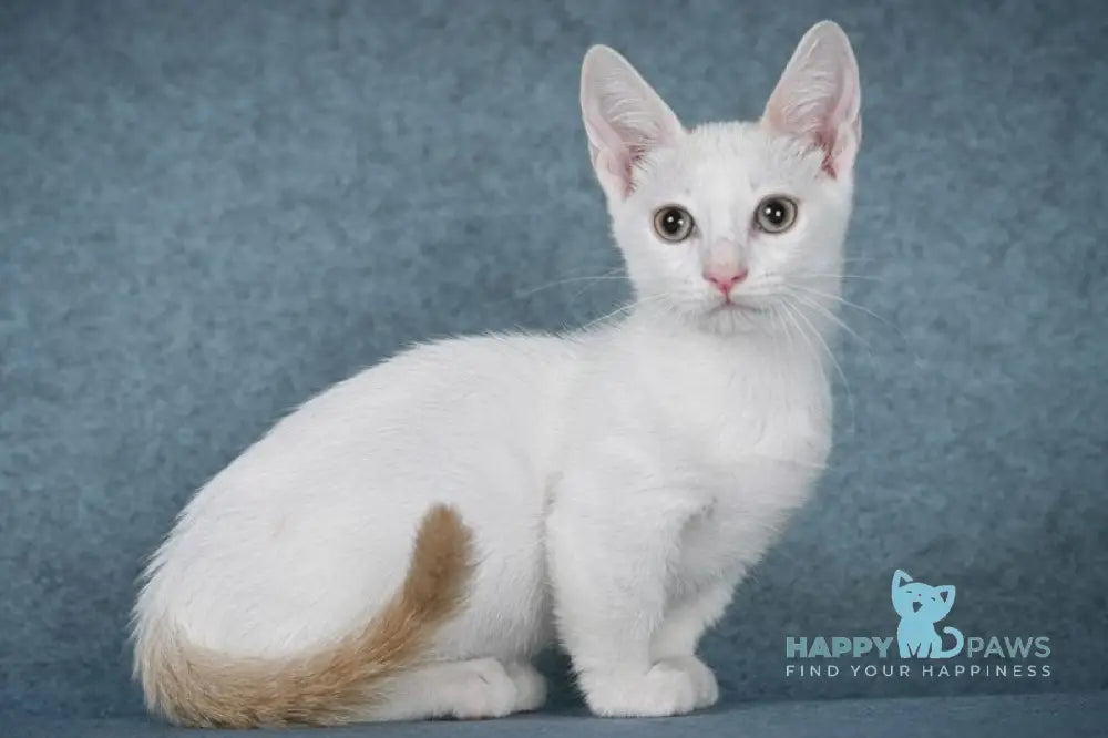 Oneal Munchkin male red pointed van live animals