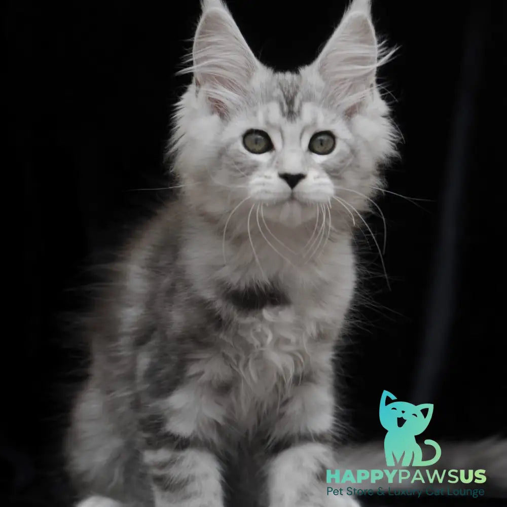 Onega Maine Coon female black silver tabby - live animals