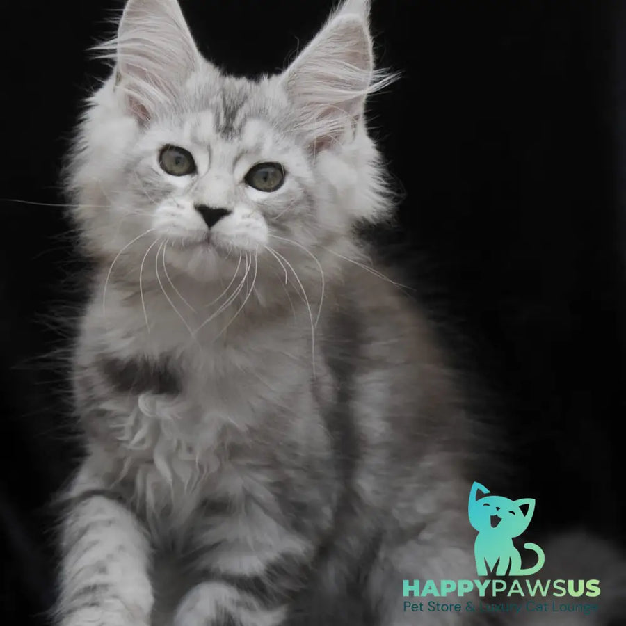 Onega Maine Coon female black silver tabby - live animals