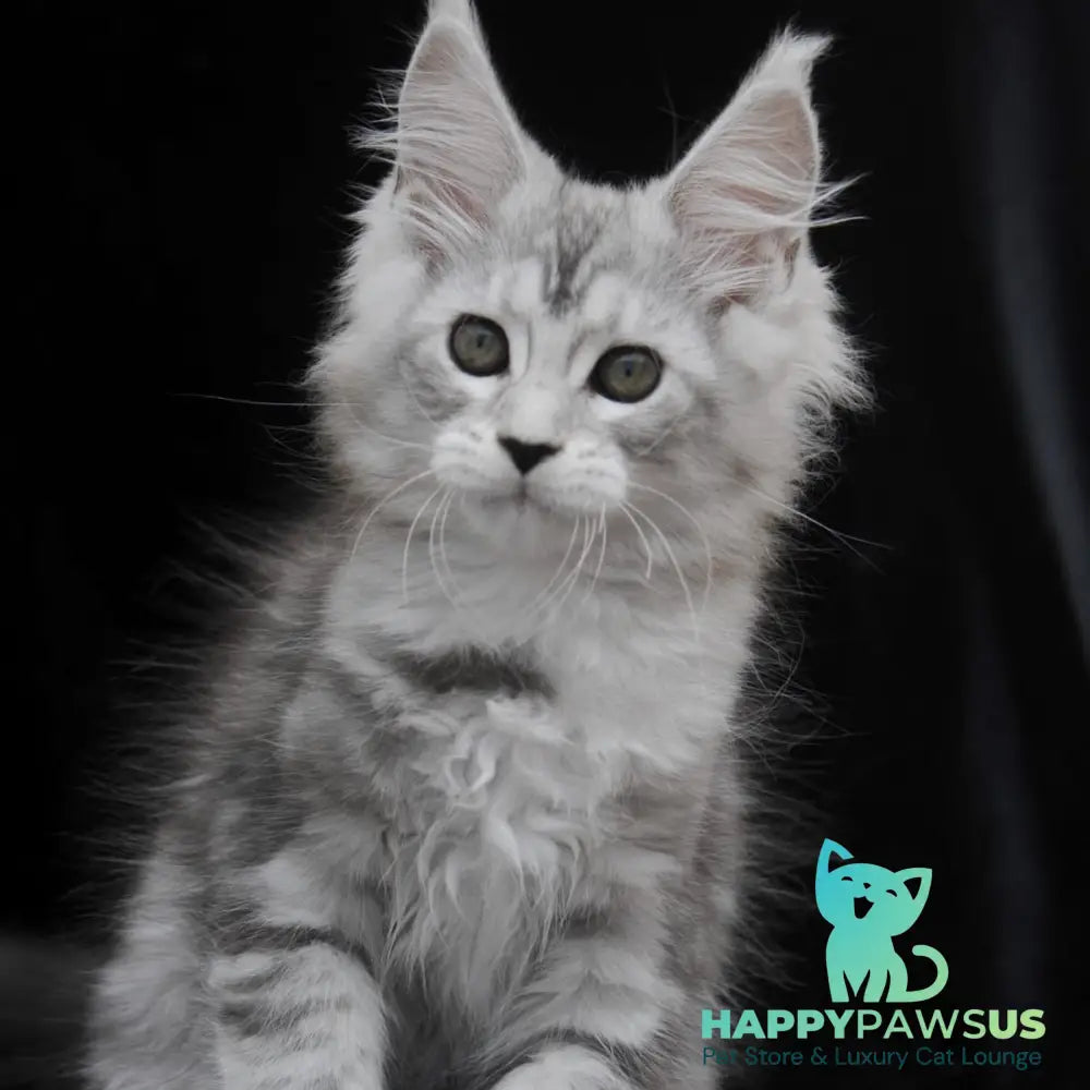 Onega Maine Coon female black silver tabby - live animals