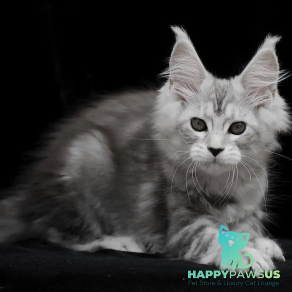 Onega Maine Coon female black silver tabby - live animals