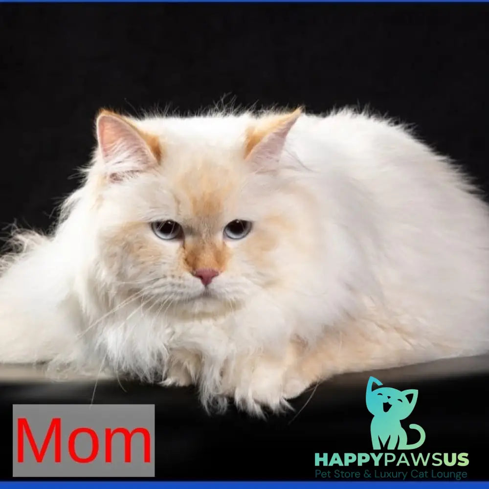 Onegin Siberian male red tabby pointed - live animals