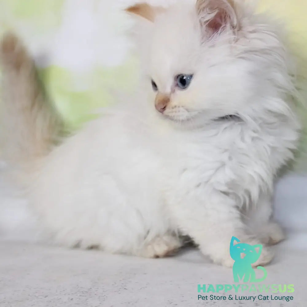 Onegin Siberian male red tabby pointed - live animals