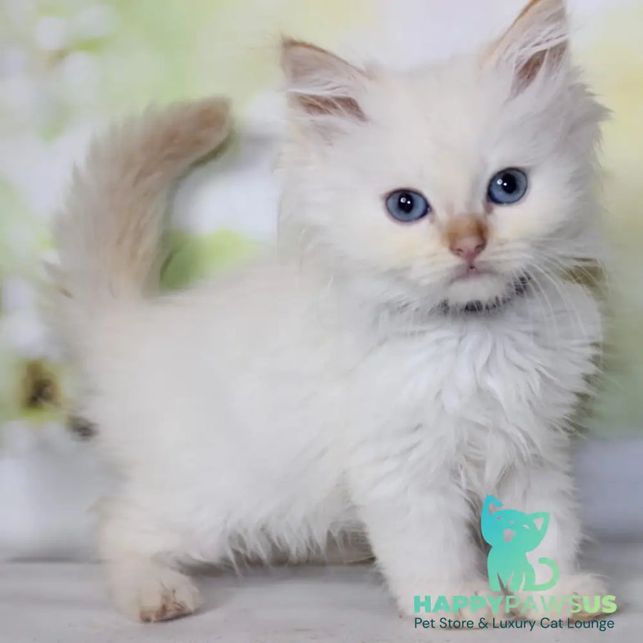 Onegin Siberian male red tabby pointed - live animals
