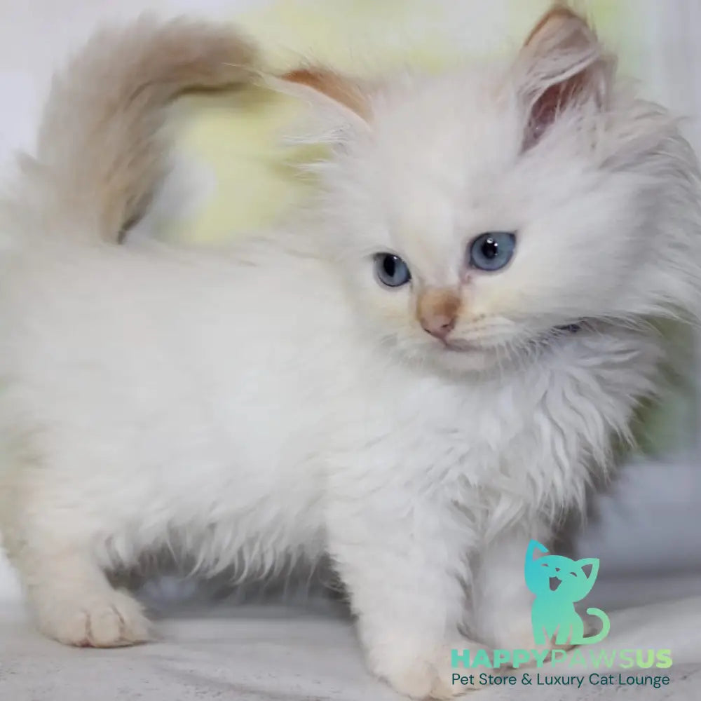 Onegin Siberian male red tabby pointed - live animals