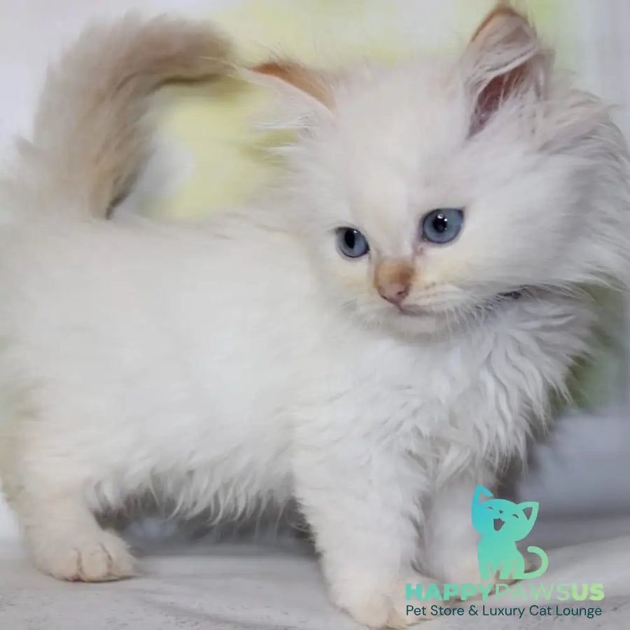 Onegin Siberian male red tabby pointed - live animals