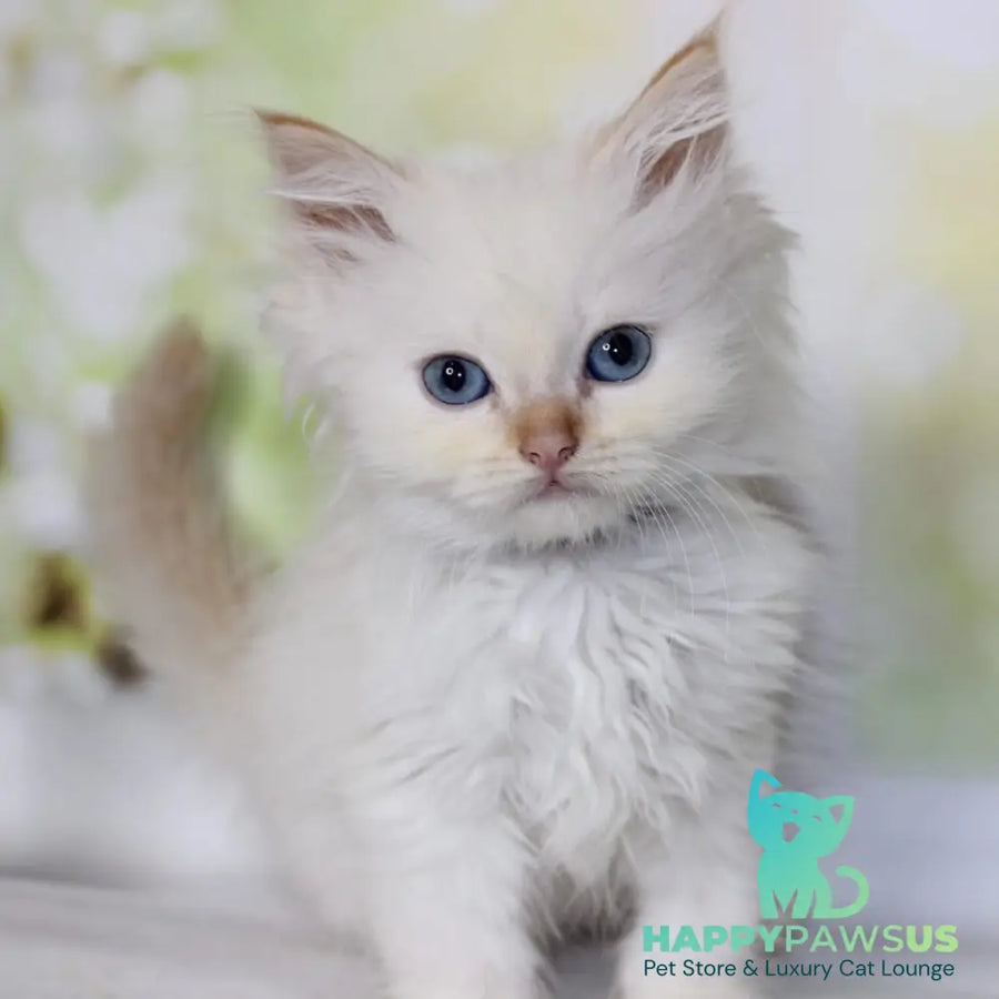 Onegin Siberian male red tabby pointed - live animals