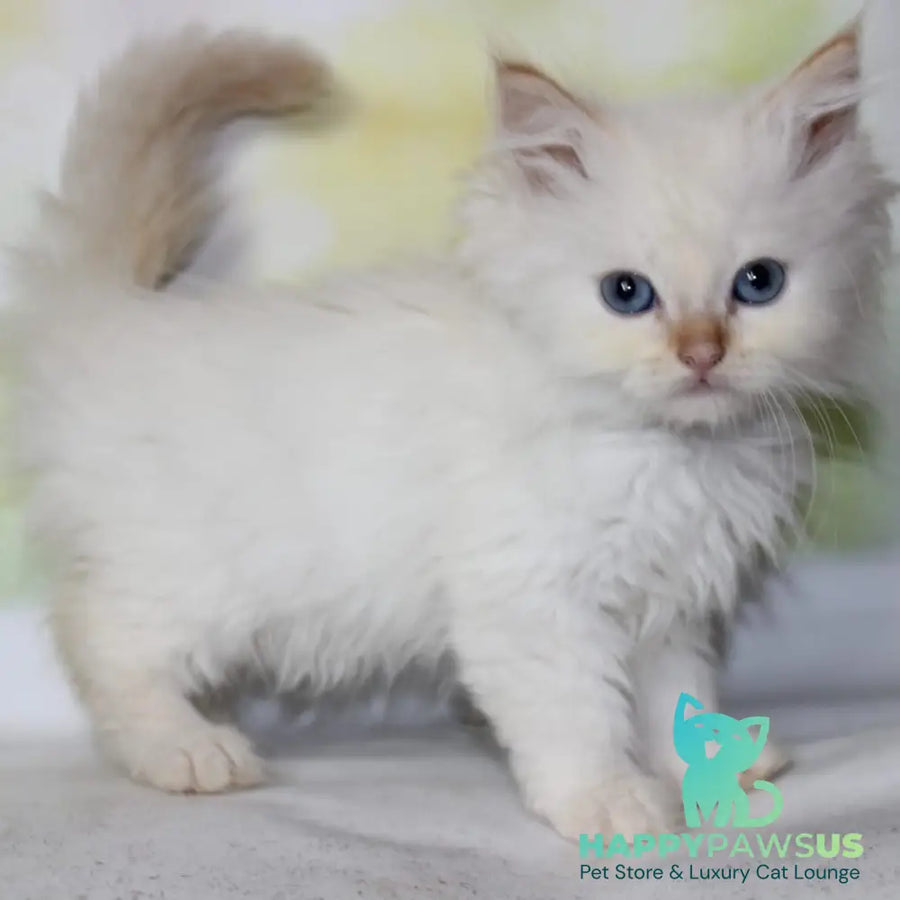 Onegin Siberian male red tabby pointed - live animals