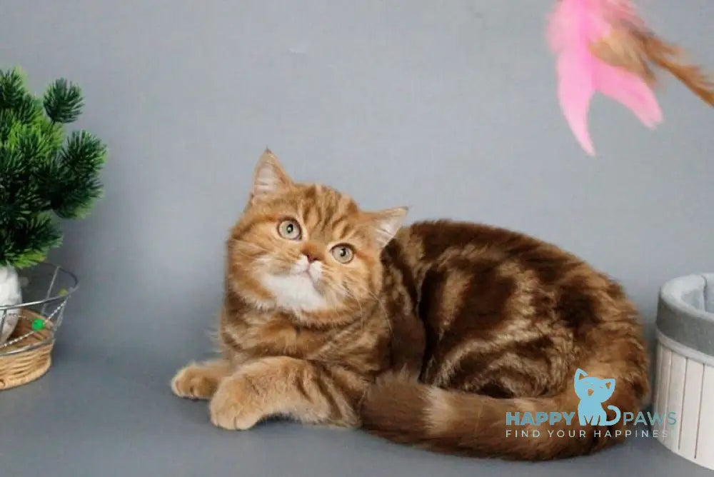 Onezhka Scottish Straight female cinnamon tabby live animals