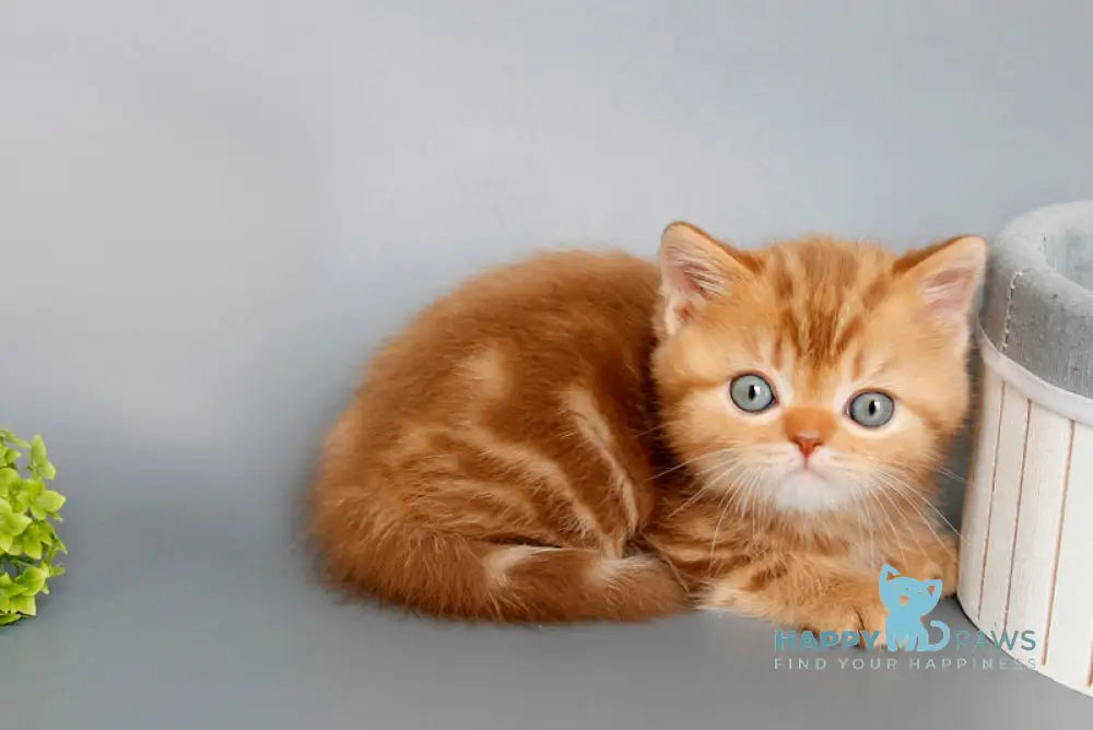 Onezhka Scottish Straight female cinnamon tabby live animals