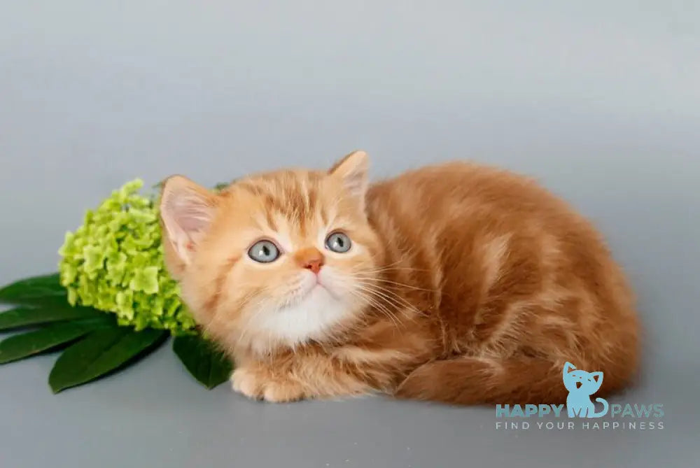 Onezhka Scottish Straight female cinnamon tabby live animals