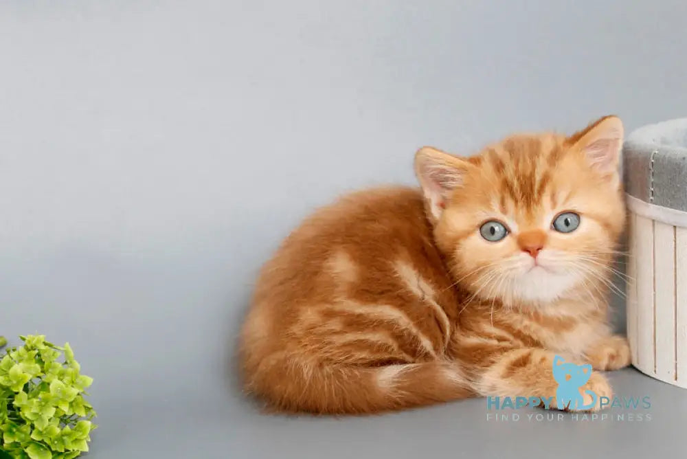 Onezhka Scottish Straight female cinnamon tabby live animals