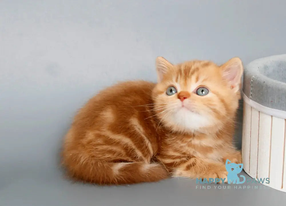 Onezhka Scottish Straight female cinnamon tabby live animals