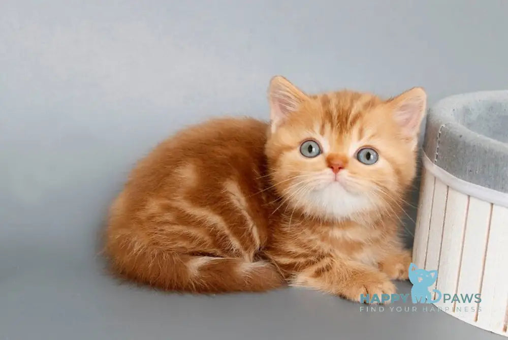 Onezhka Scottish Straight female cinnamon tabby live animals