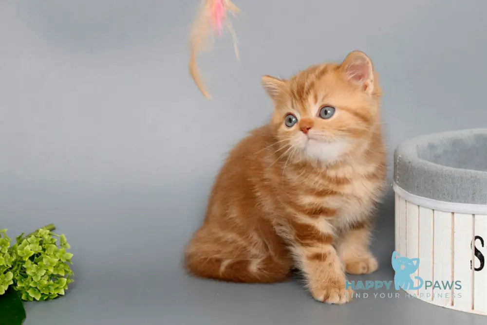 Onezhka Scottish Straight female cinnamon tabby live animals