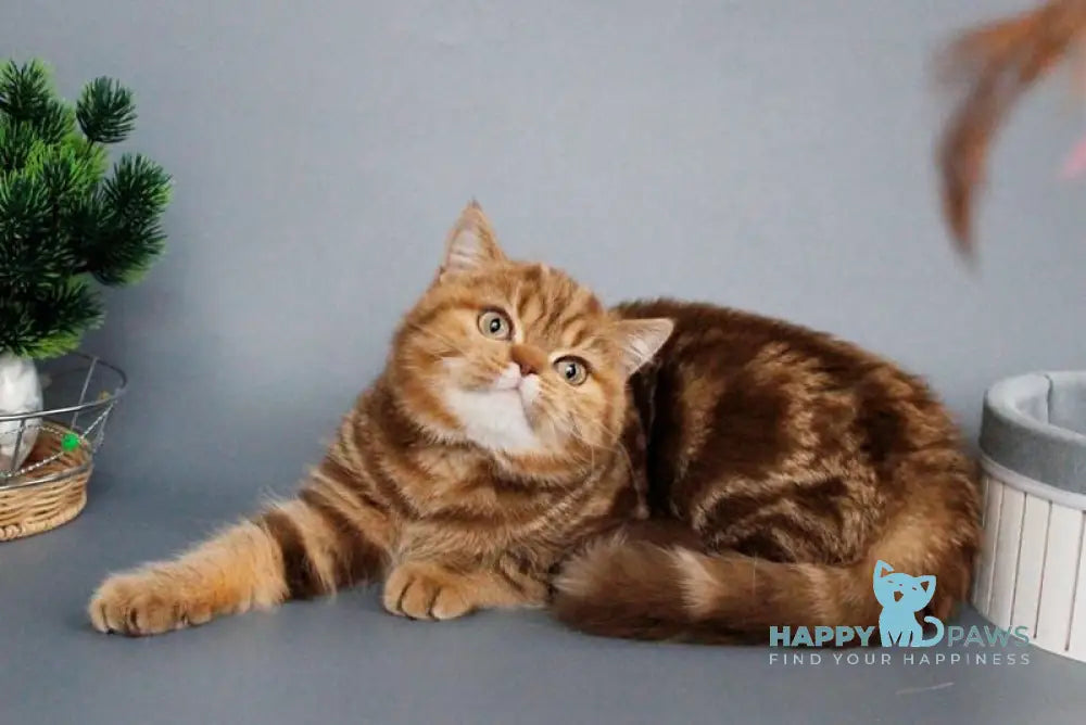 Onezhka Scottish Straight female cinnamon tabby live animals