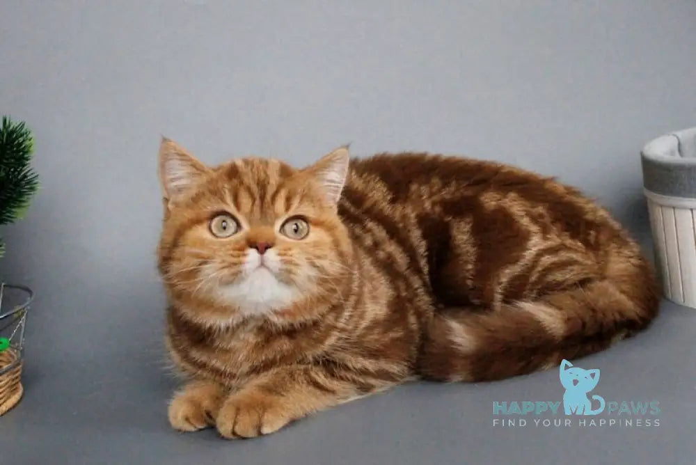 Onezhka Scottish Straight female cinnamon tabby live animals