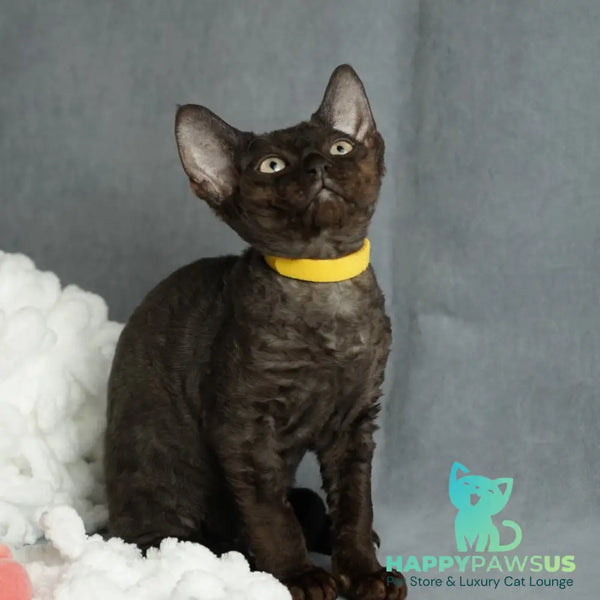 Onigiri Devon Rex female black - live animals