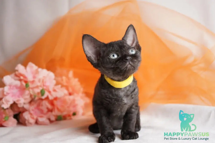 Onigiri Devon Rex female black - live animals