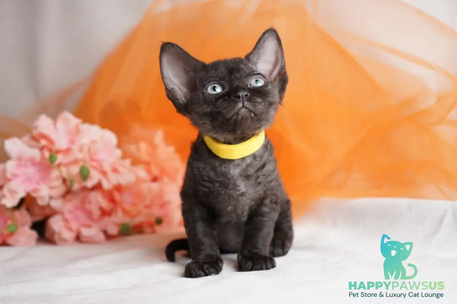 Onigiri Devon Rex female black - live animals