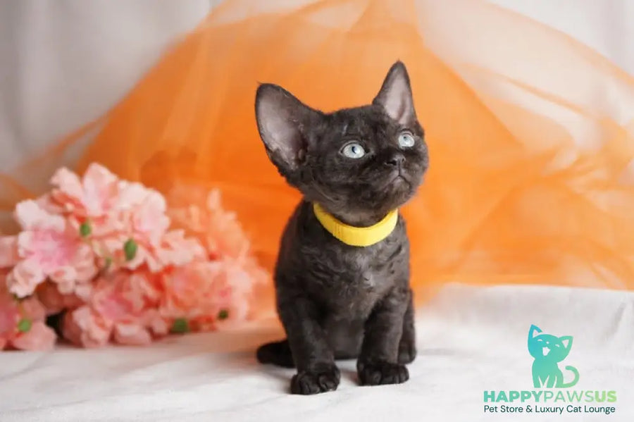 Onigiri Devon Rex female black - live animals