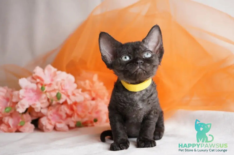 Onigiri Devon Rex female black - live animals