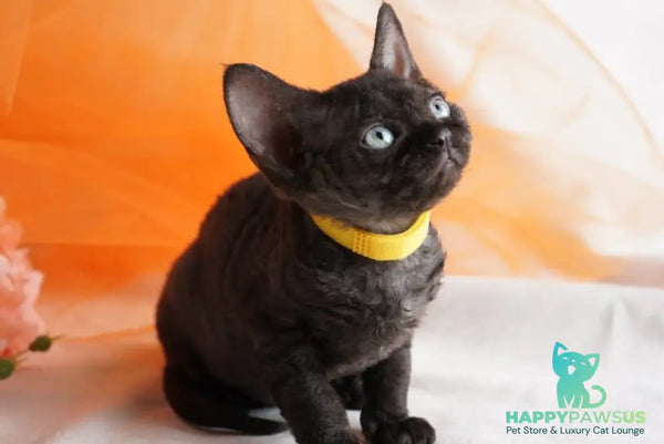 Onigiri Devon Rex female black - live animals