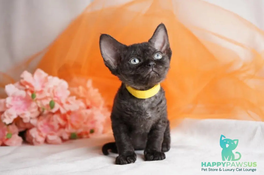 Onigiri Devon Rex female black - live animals