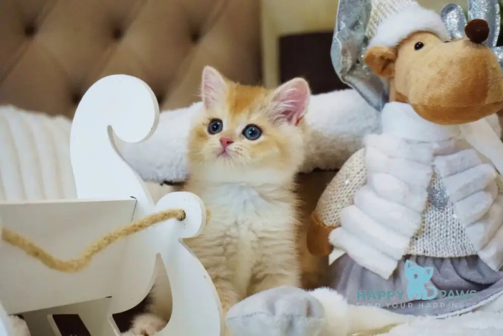 Onika British Shorthair female black golden chinchilla live animals