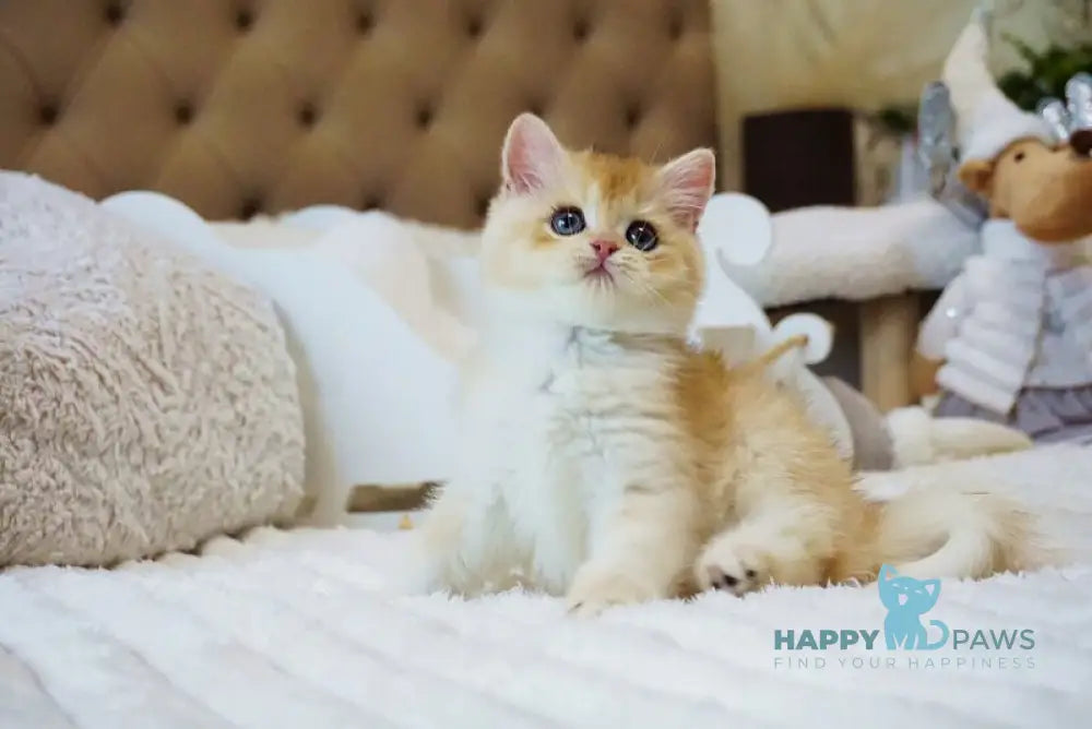 Onika British Shorthair female black golden chinchilla live animals