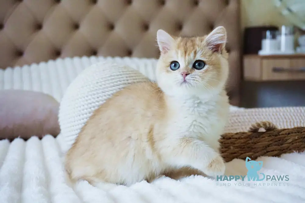 Onika British Shorthair female black golden chinchilla live animals