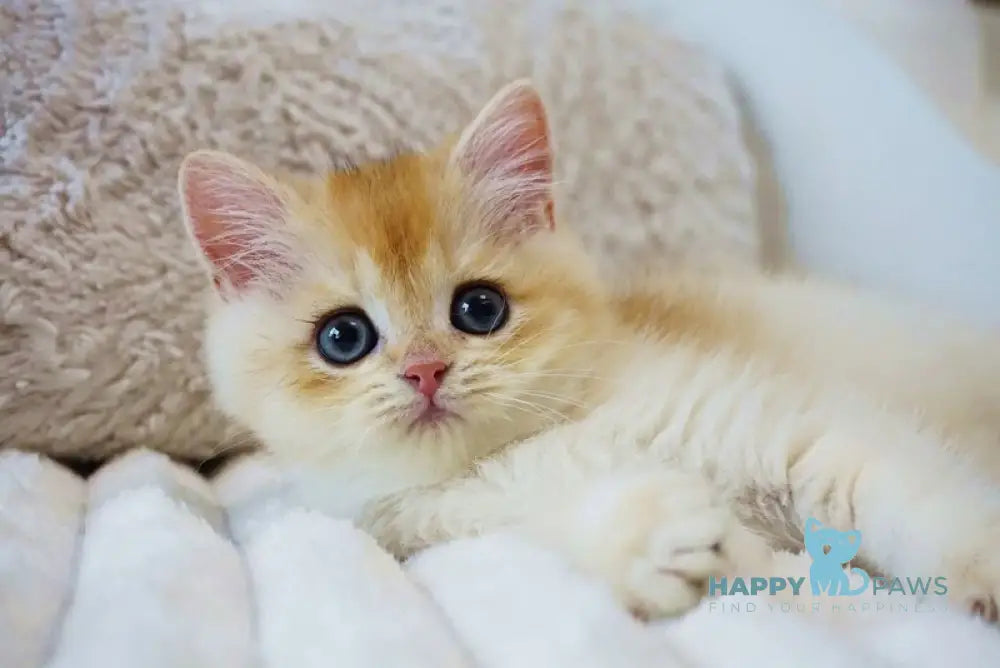 Onika British Shorthair female black golden chinchilla live animals