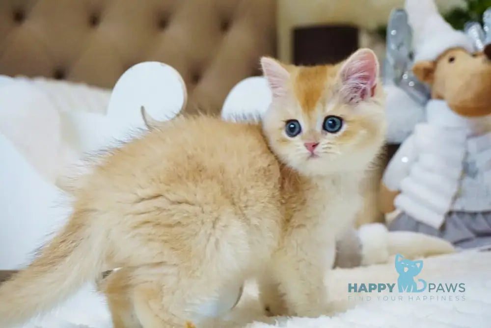 Onika British Shorthair female black golden chinchilla live animals