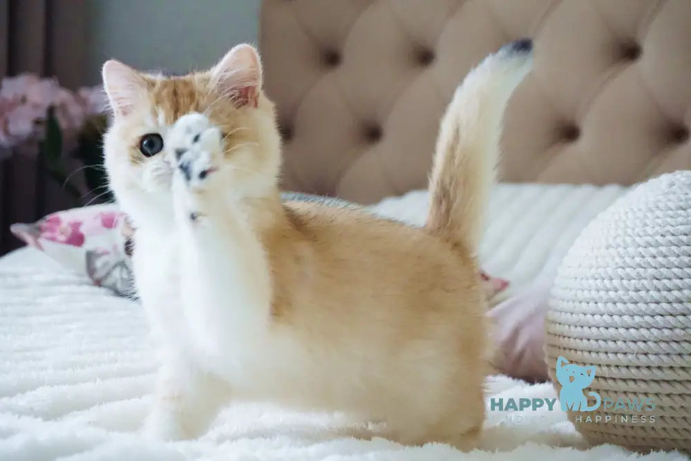 Onika British Shorthair female black golden chinchilla live animals